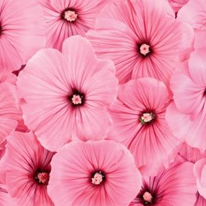 Meet your Posher, Lynette